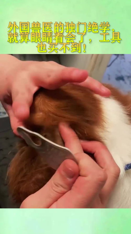 異國獸醫技藝 那些眼能看會，卻無處可覓的獨門工具